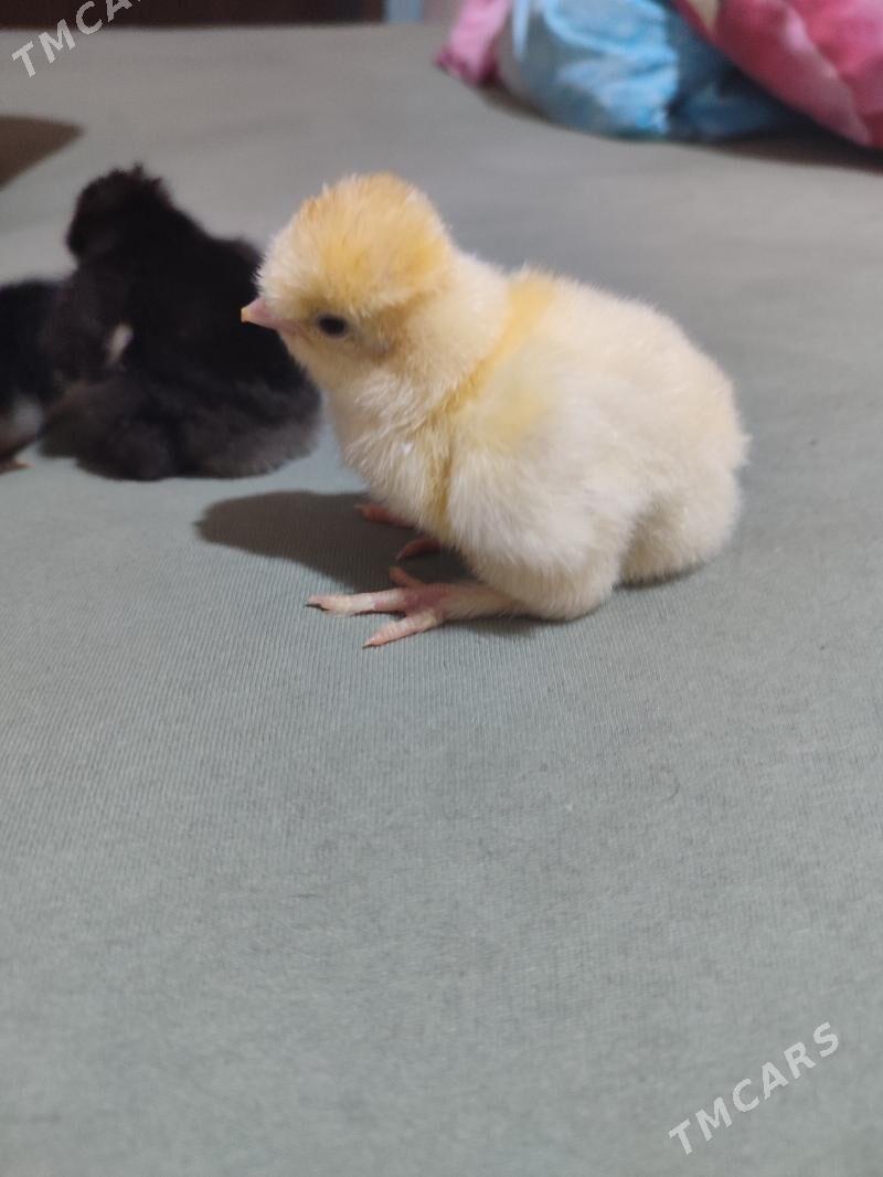 gigat jüyje - Türkmenabat - img 7