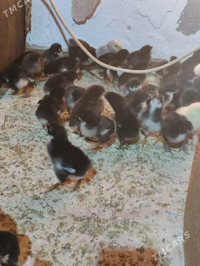 gigat jüyje - Türkmenabat - img 2