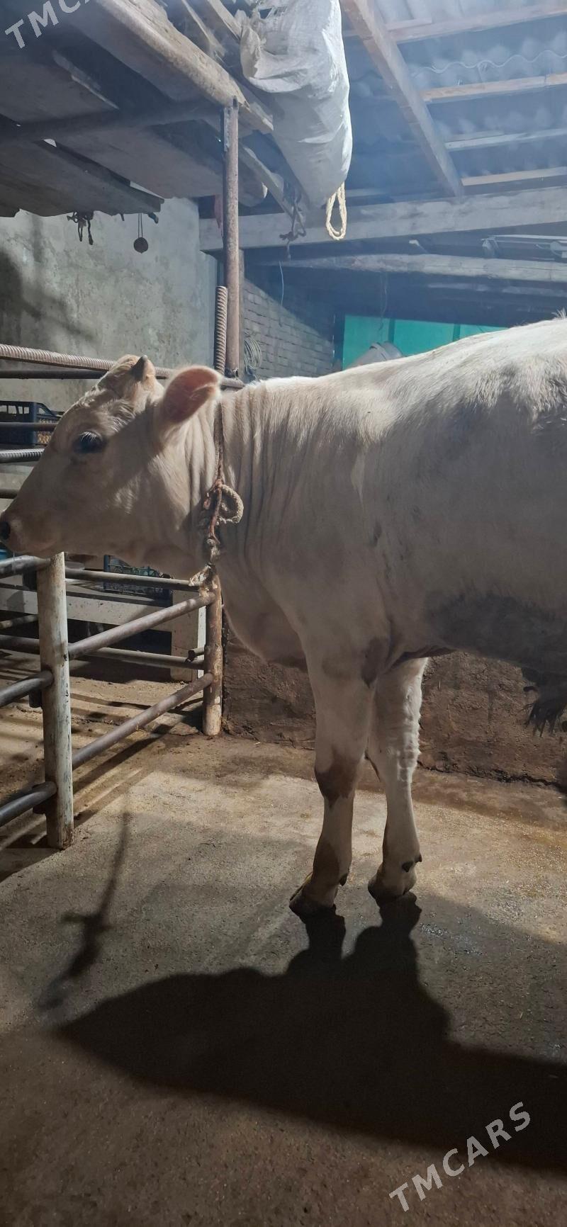 окуз - Hitrowka - img 9