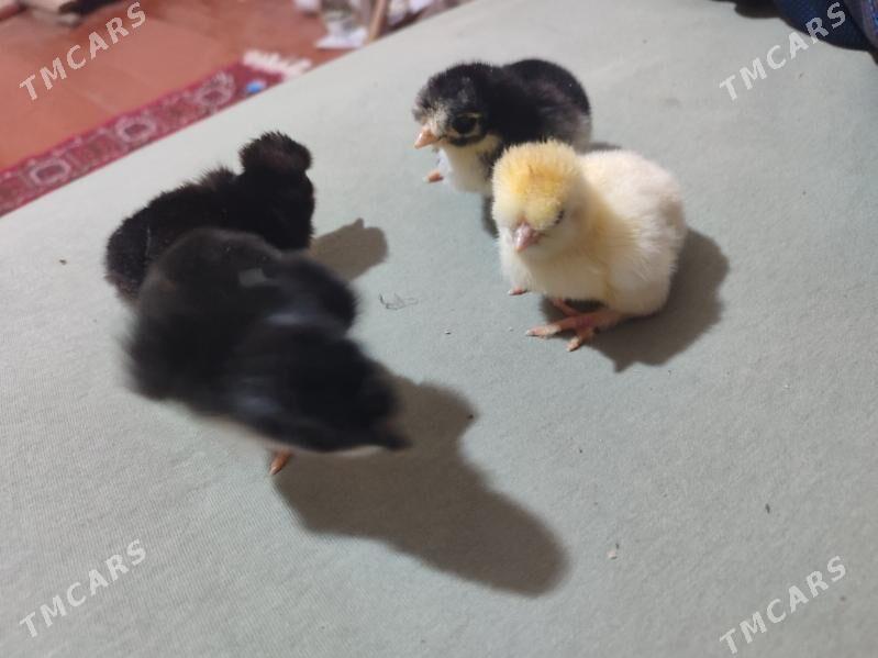 gigat jüyje - Türkmenabat - img 8