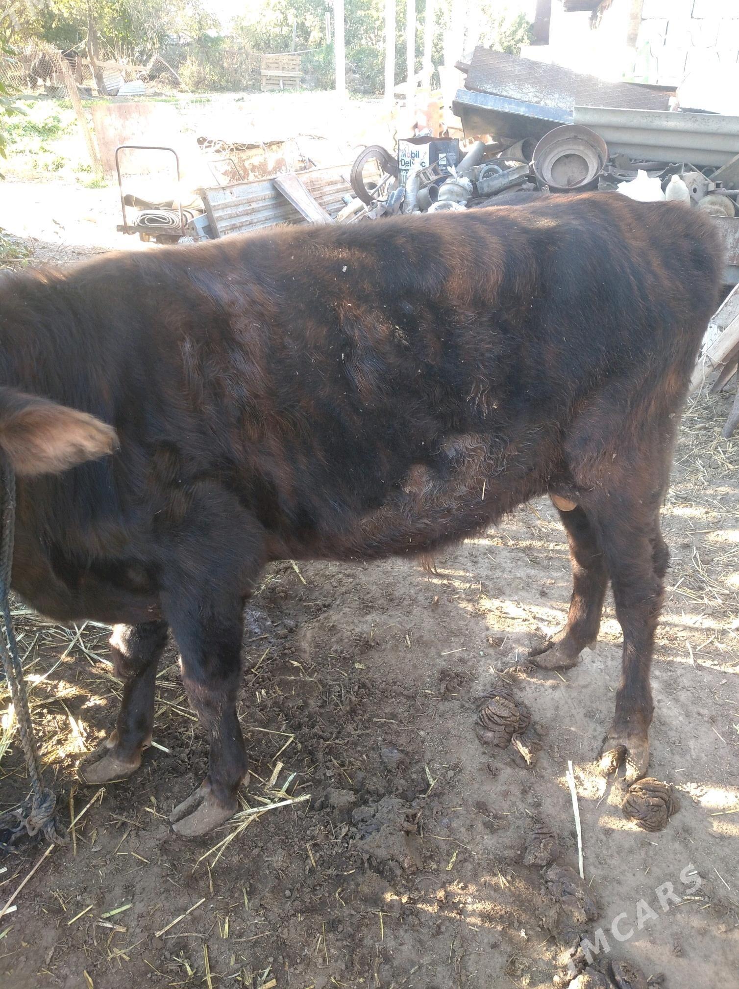 okuz - Гёкдепе - img 1