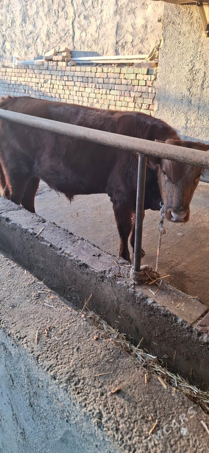 окуз - Hitrowka - img 7