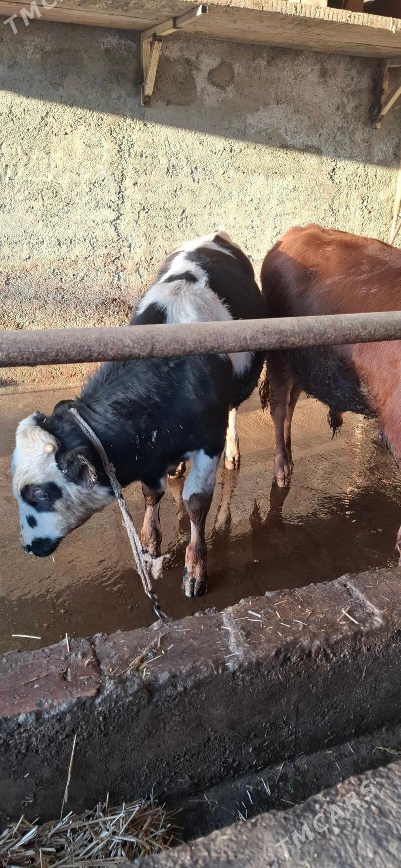 окуз - Hitrowka - img 5