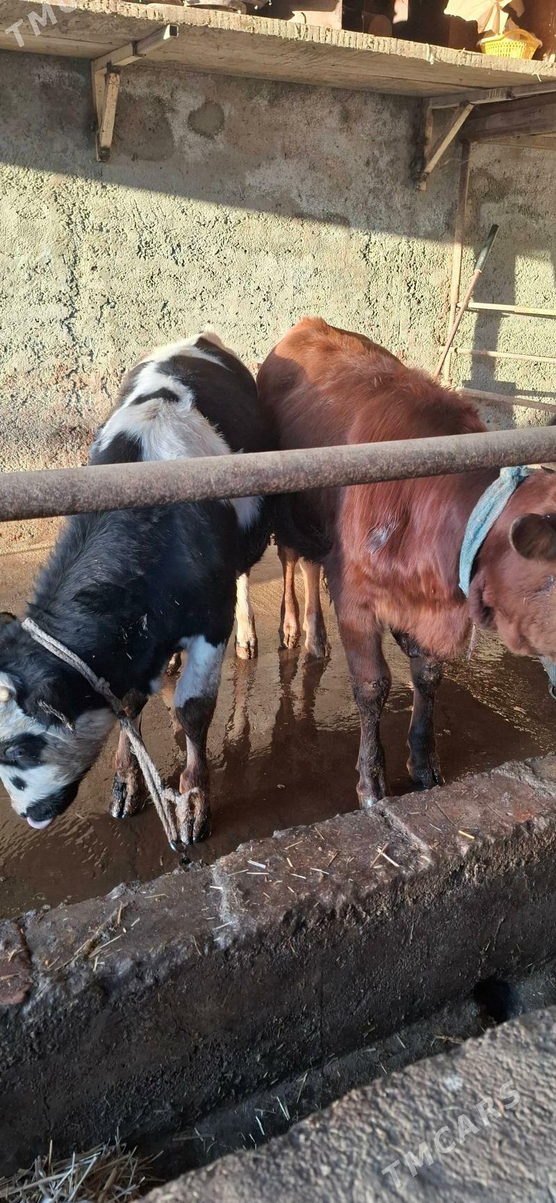 окуз - Hitrowka - img 6