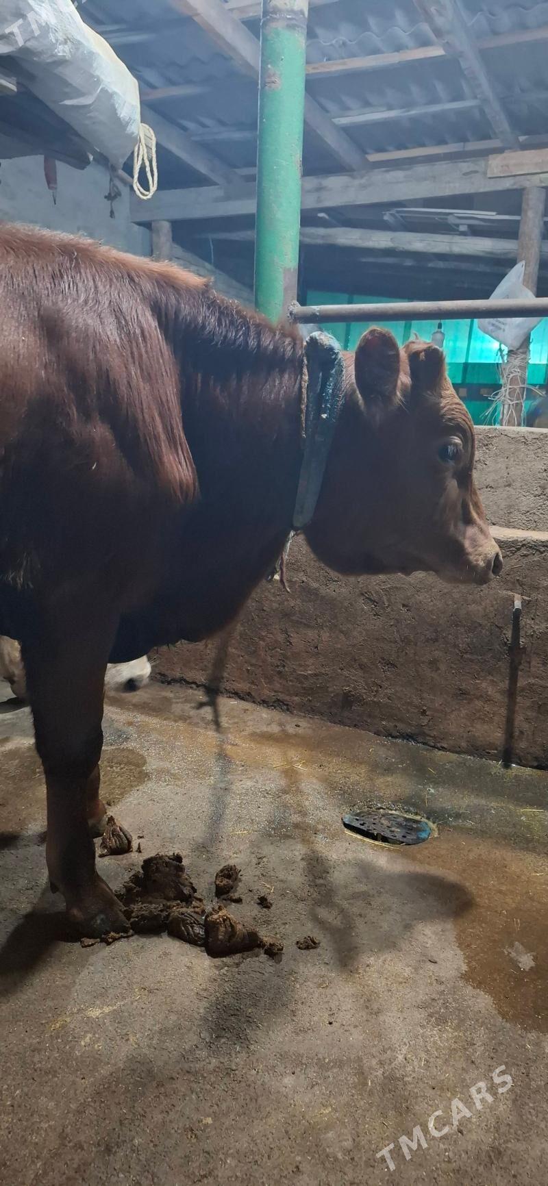 окуз - Hitrowka - img 8