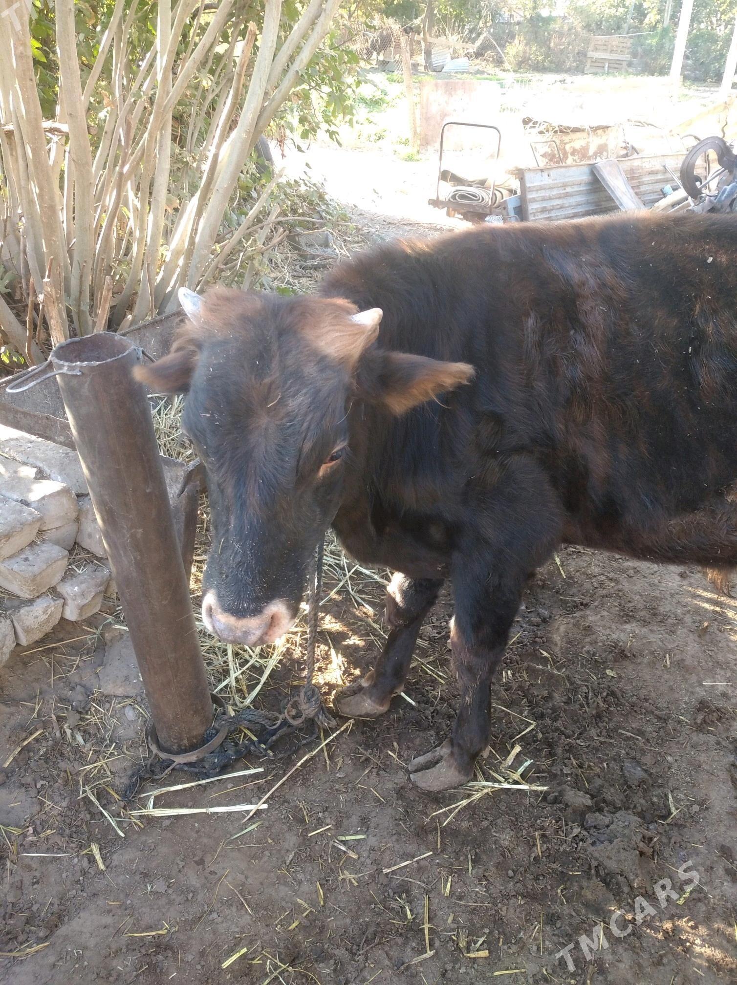 okuz - Гёкдепе - img 2