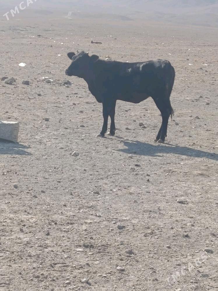 gibrit  gacar - Берекет - img 2