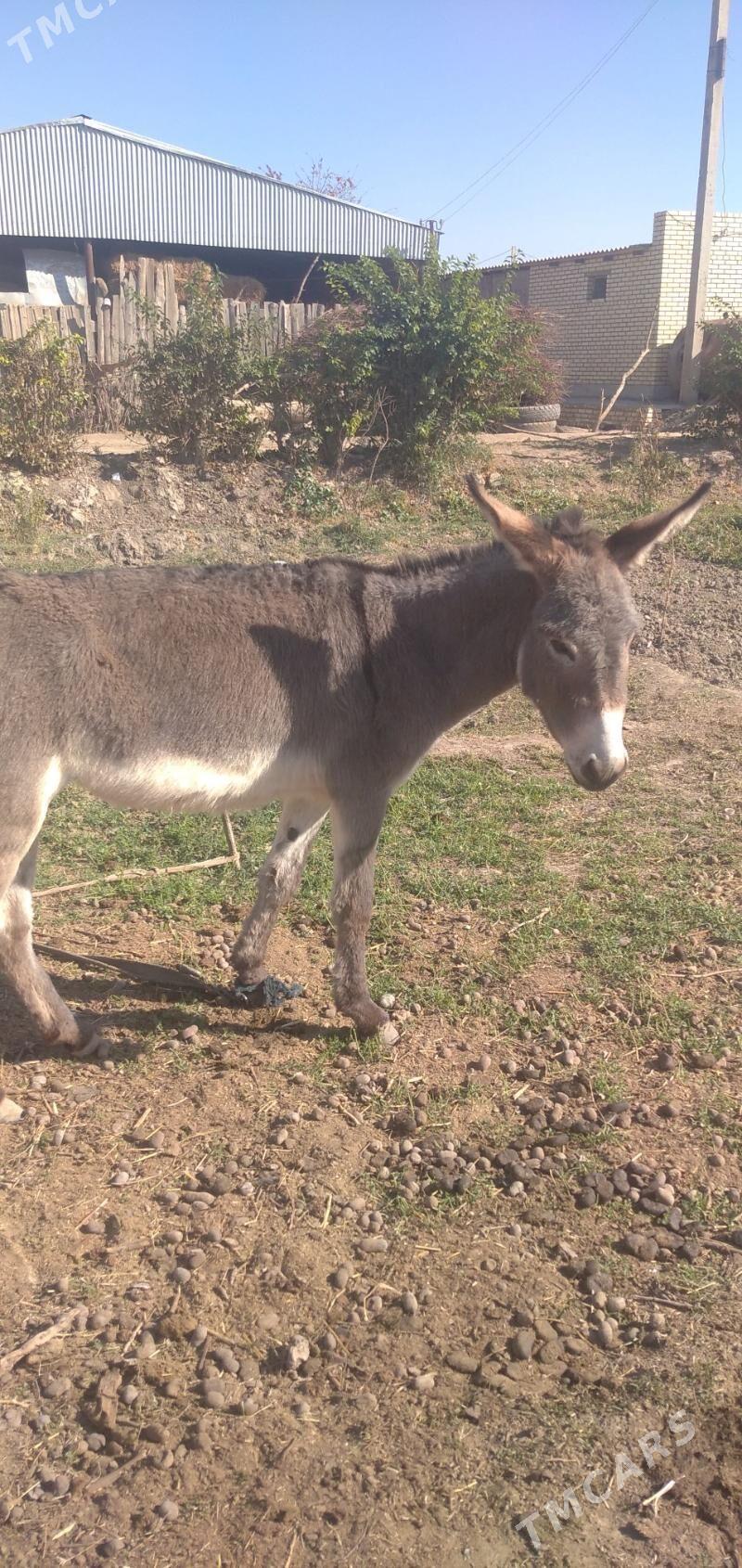 Esek - Sakarçäge - img 3