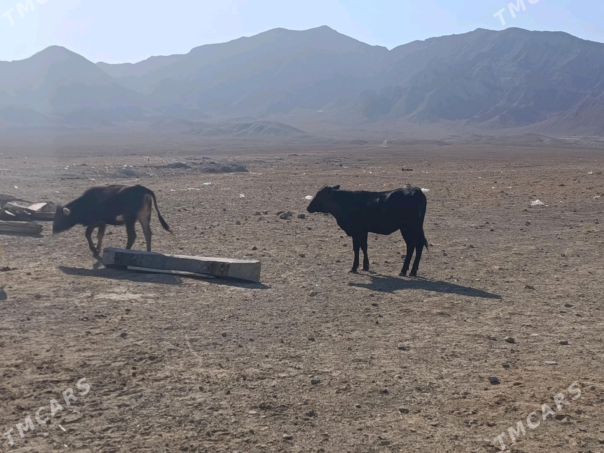 gibrit  gacar - Берекет - img 4