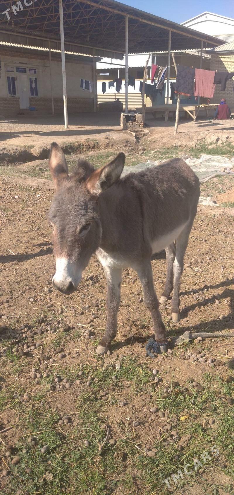 Esek - Sakarçäge - img 2