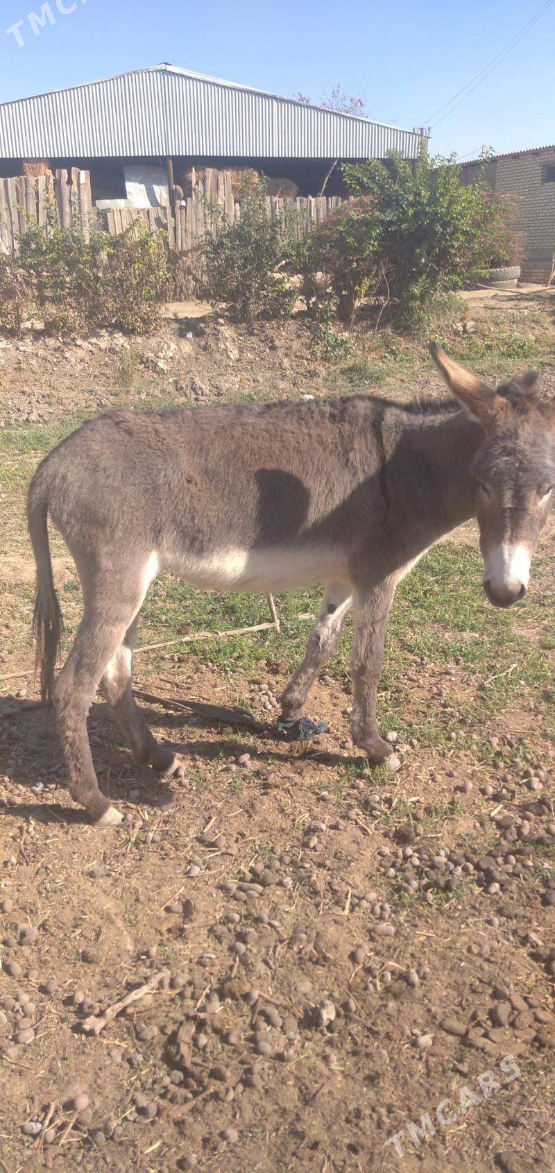 Esek - Sakarçäge - img 4