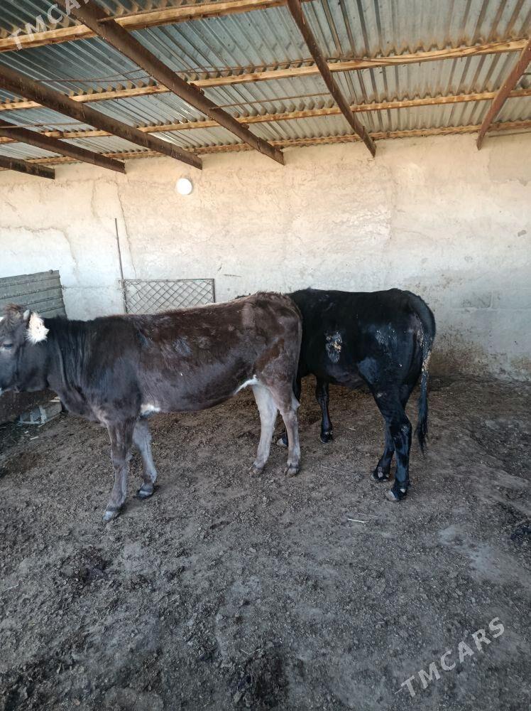 gibrit  gacar - Берекет - img 6