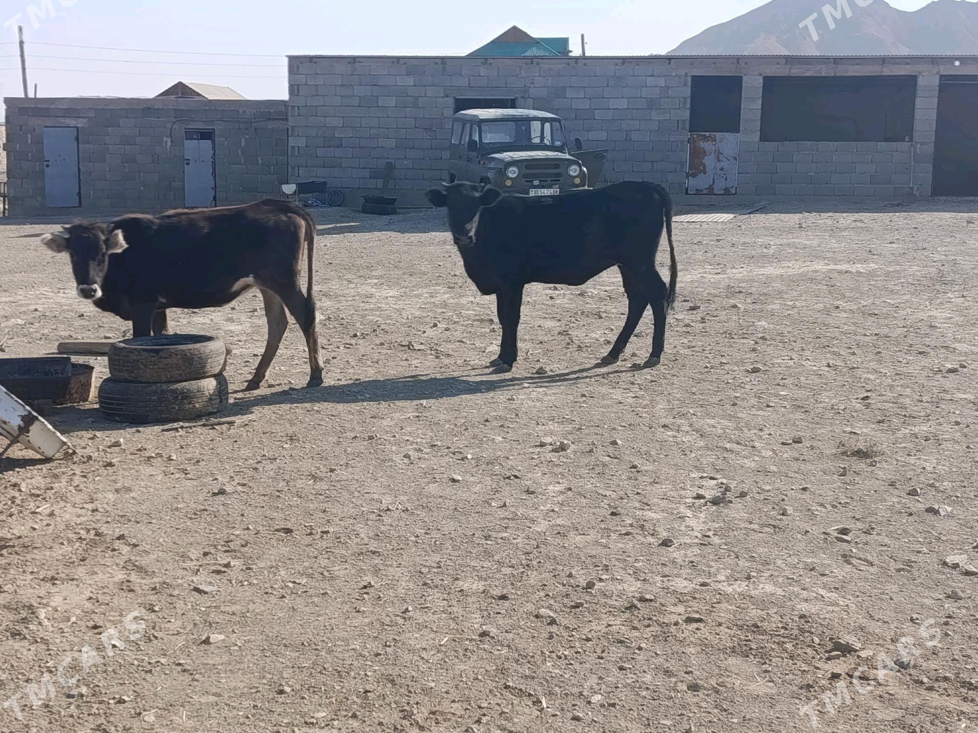 gibrit  gacar - Берекет - img 5