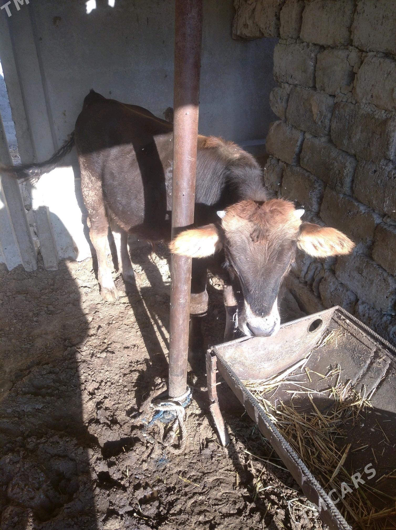 okuz - Гёкдепе - img 2