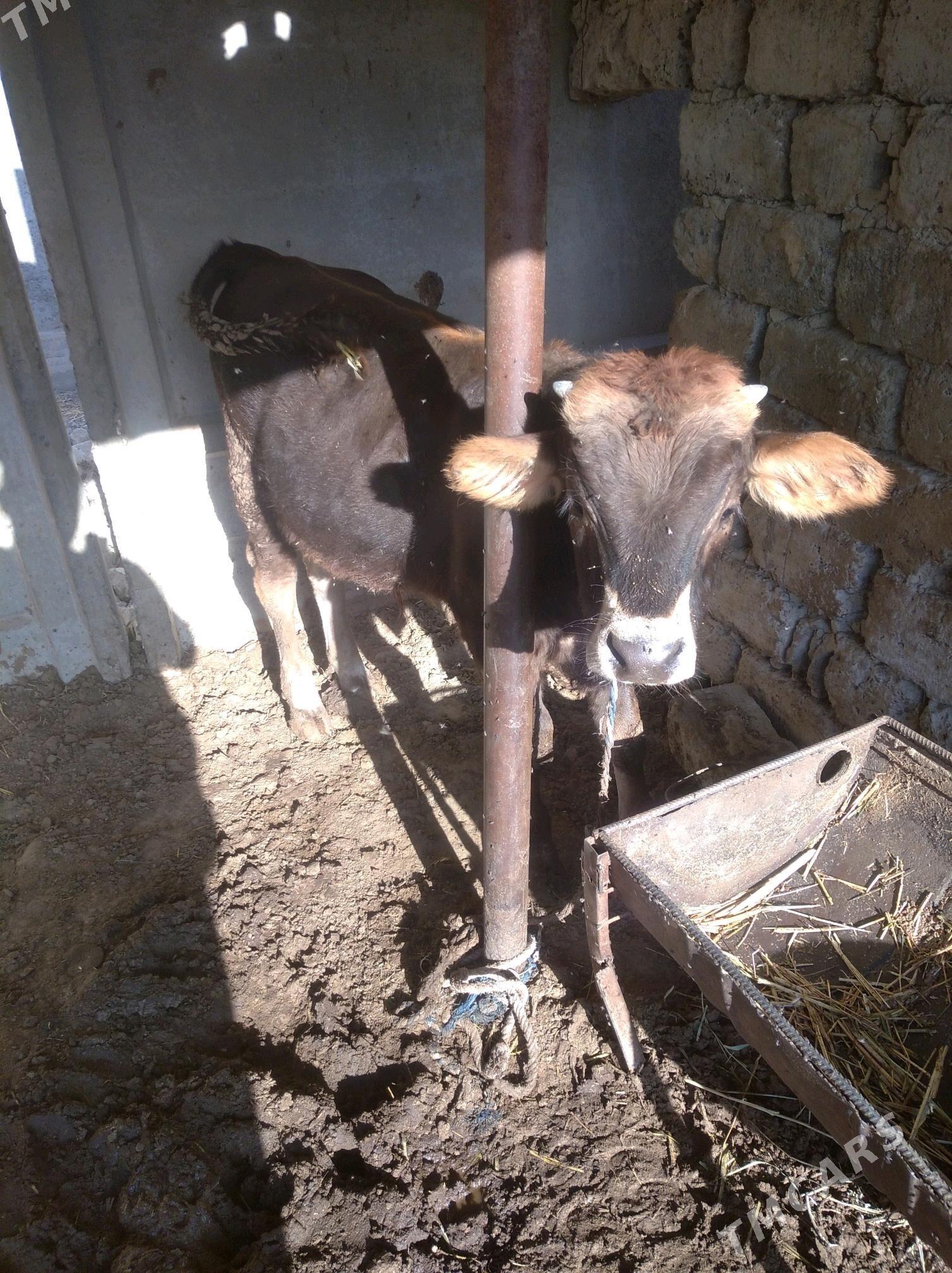 okuz - Гёкдепе - img 3