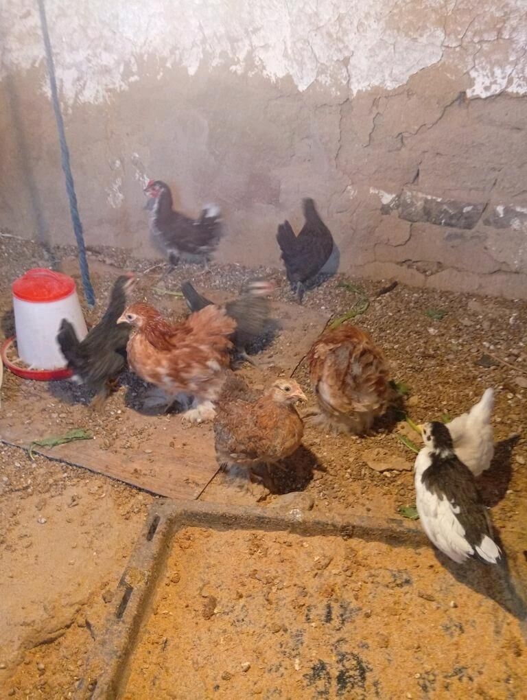 Kohin karlik 5 san - Türkmengala - img 4