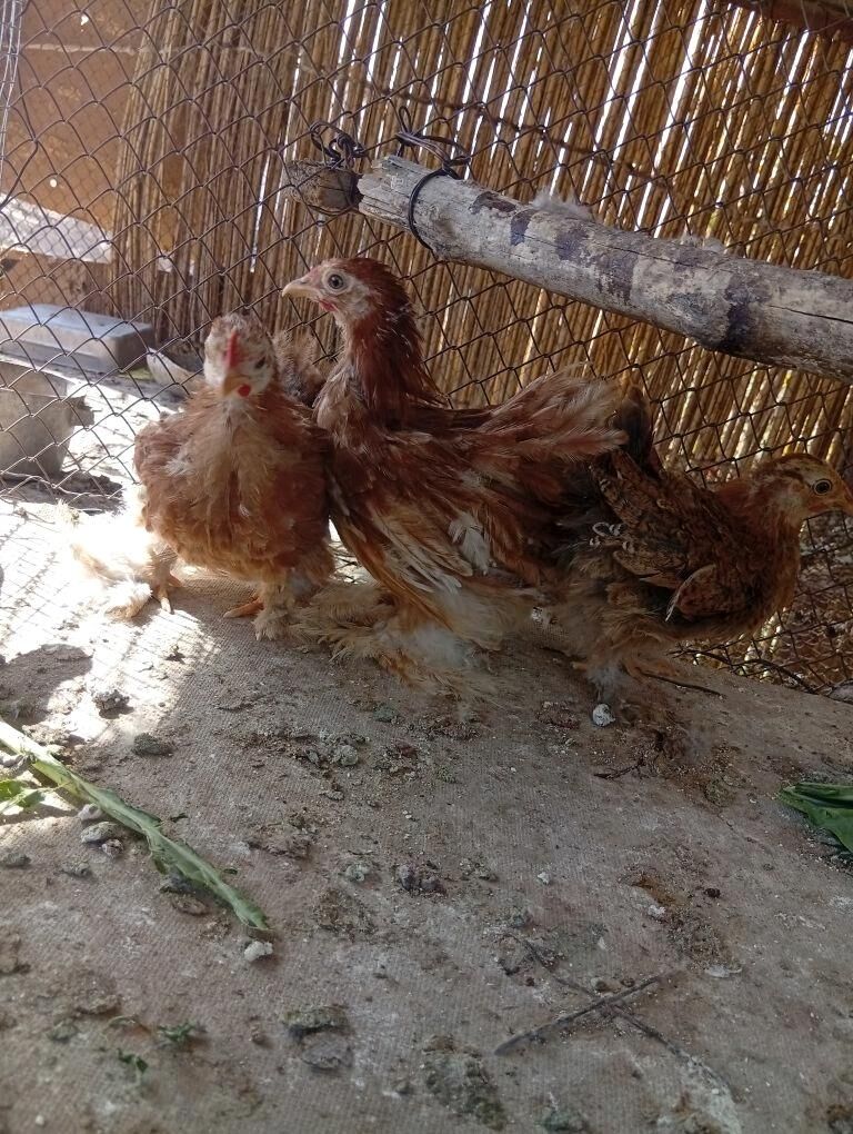 Kohin karlik 5 san - Türkmengala - img 2