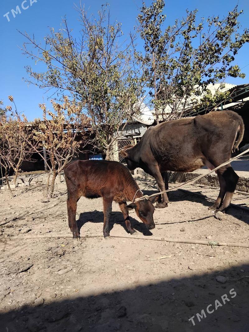 goleli sygyr - Aşgabat - img 2