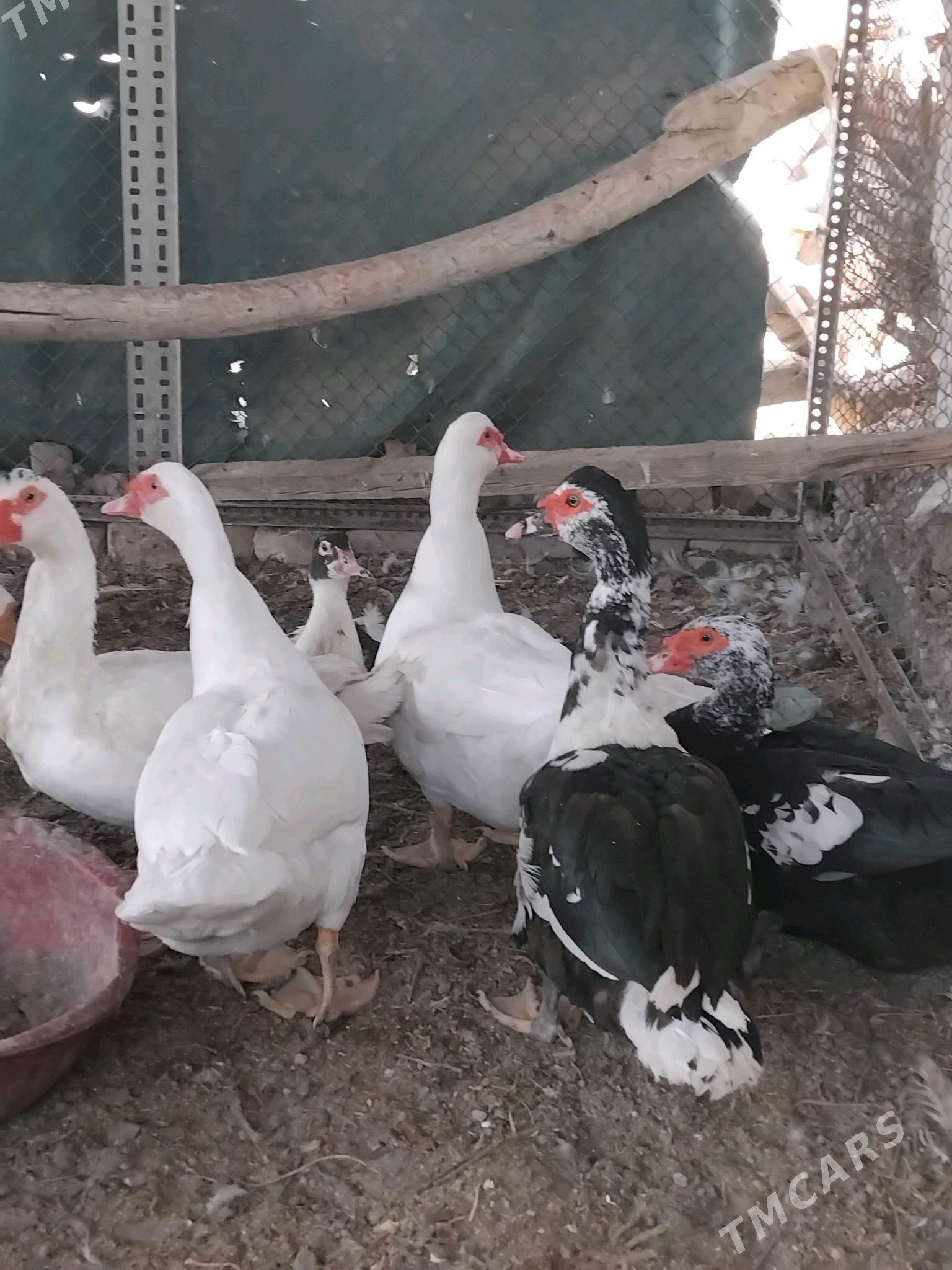 мускус газ - Чарджоу - img 4