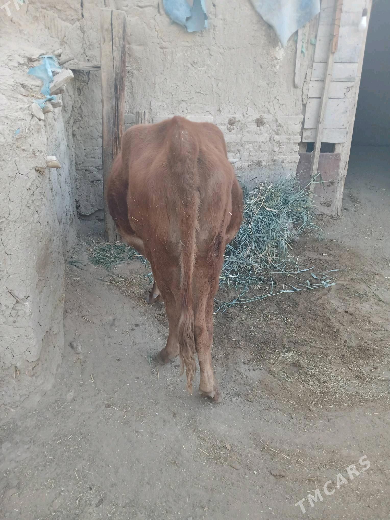 sygyr - Гёкдепе - img 2