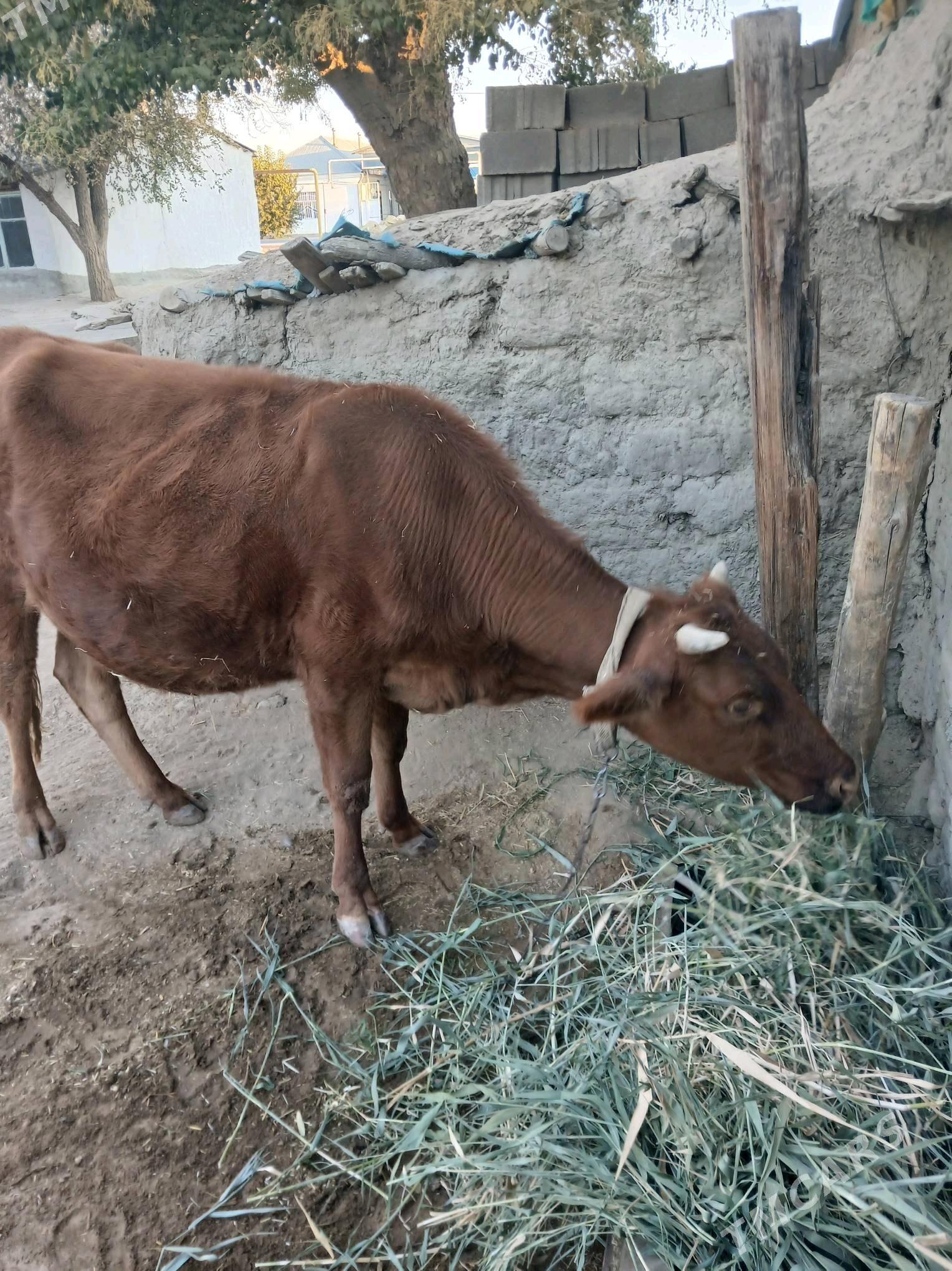 sygyr - Гёкдепе - img 5