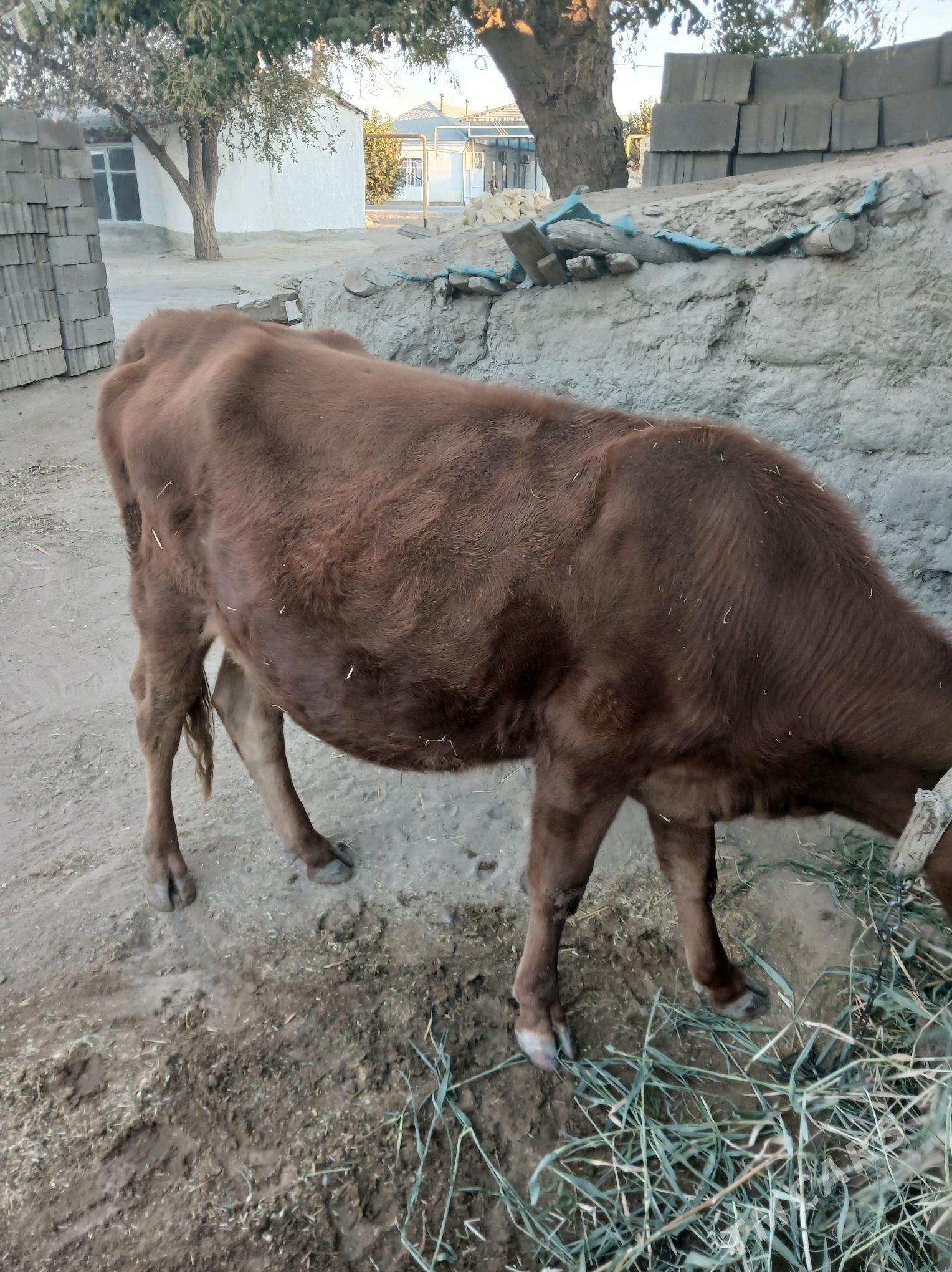 sygyr - Гёкдепе - img 4