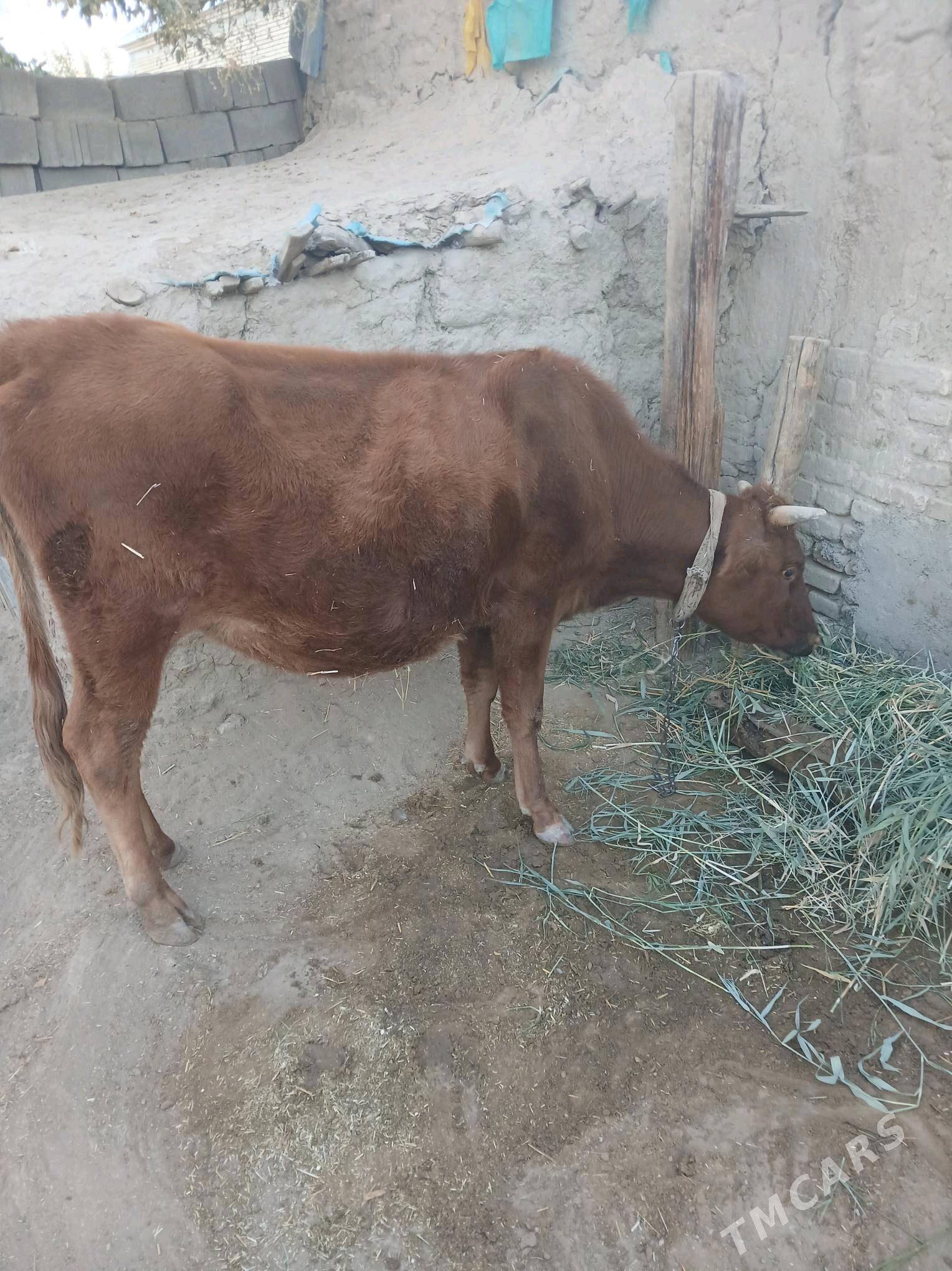 sygyr - Гёкдепе - img 3