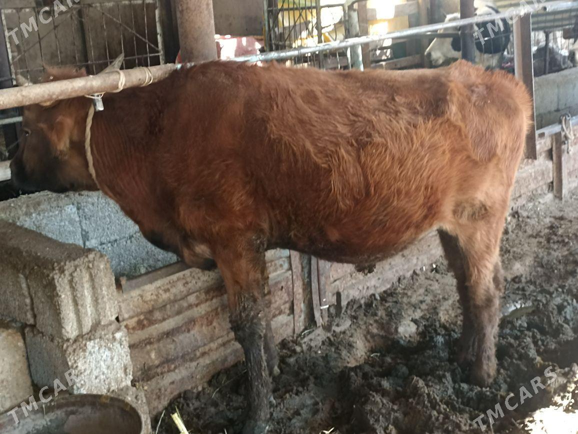 ökuz - Яшлык - img 2