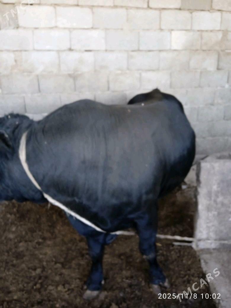 okuz bakylan - Херрикгала - img 2