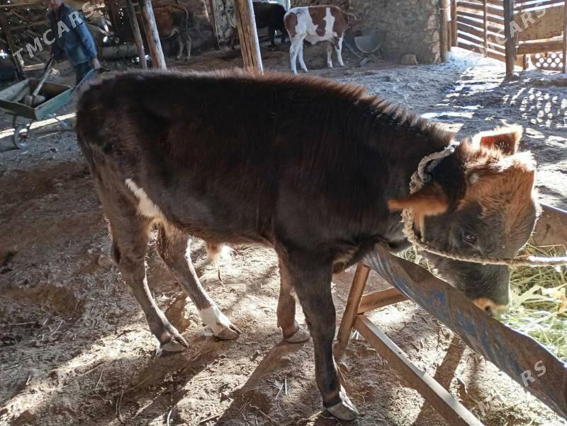 5sany okuz - Гызыларбат - img 5