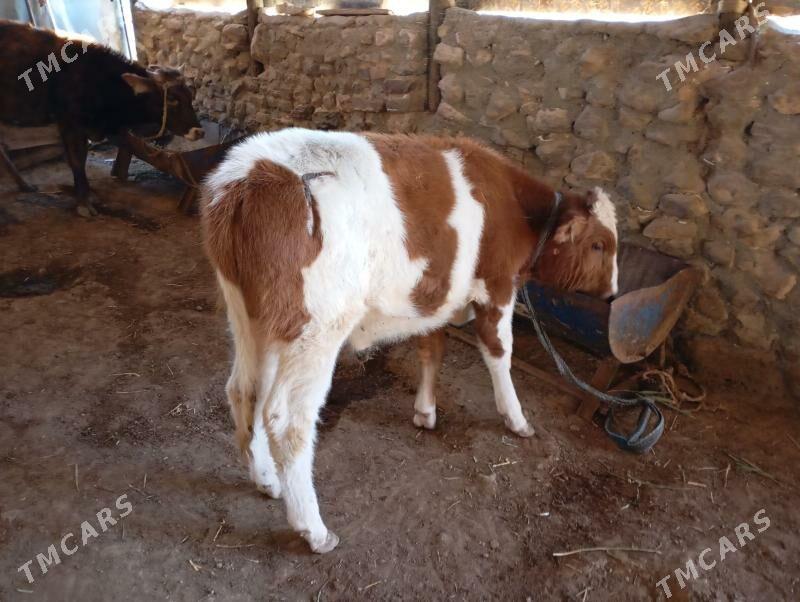 5sany okuz - Гызыларбат - img 2