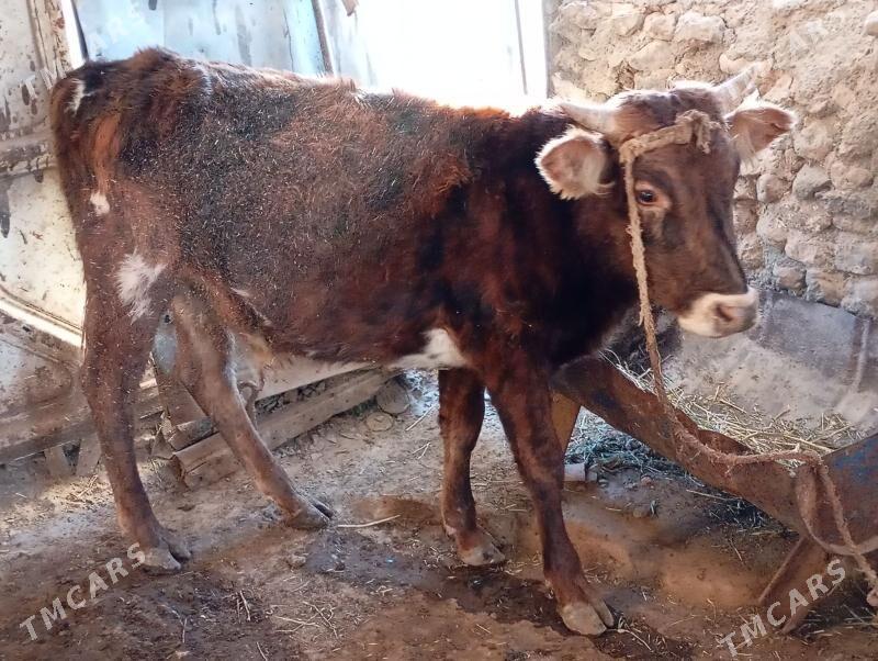 5sany okuz - Гызыларбат - img 3