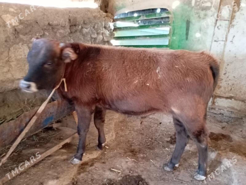 5sany okuz - Гызыларбат - img 4