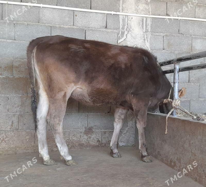 bakylan tuwe - Бузмеин - img 2