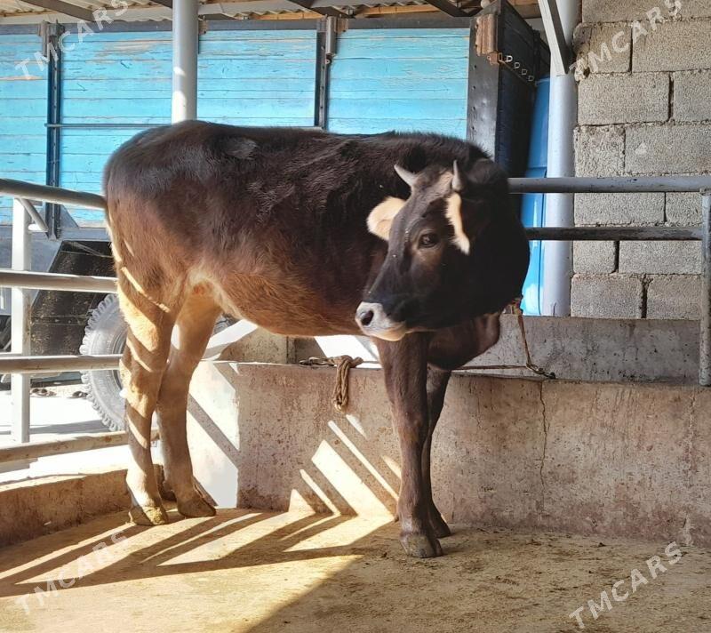 bakylan tuwe - Бузмеин - img 3