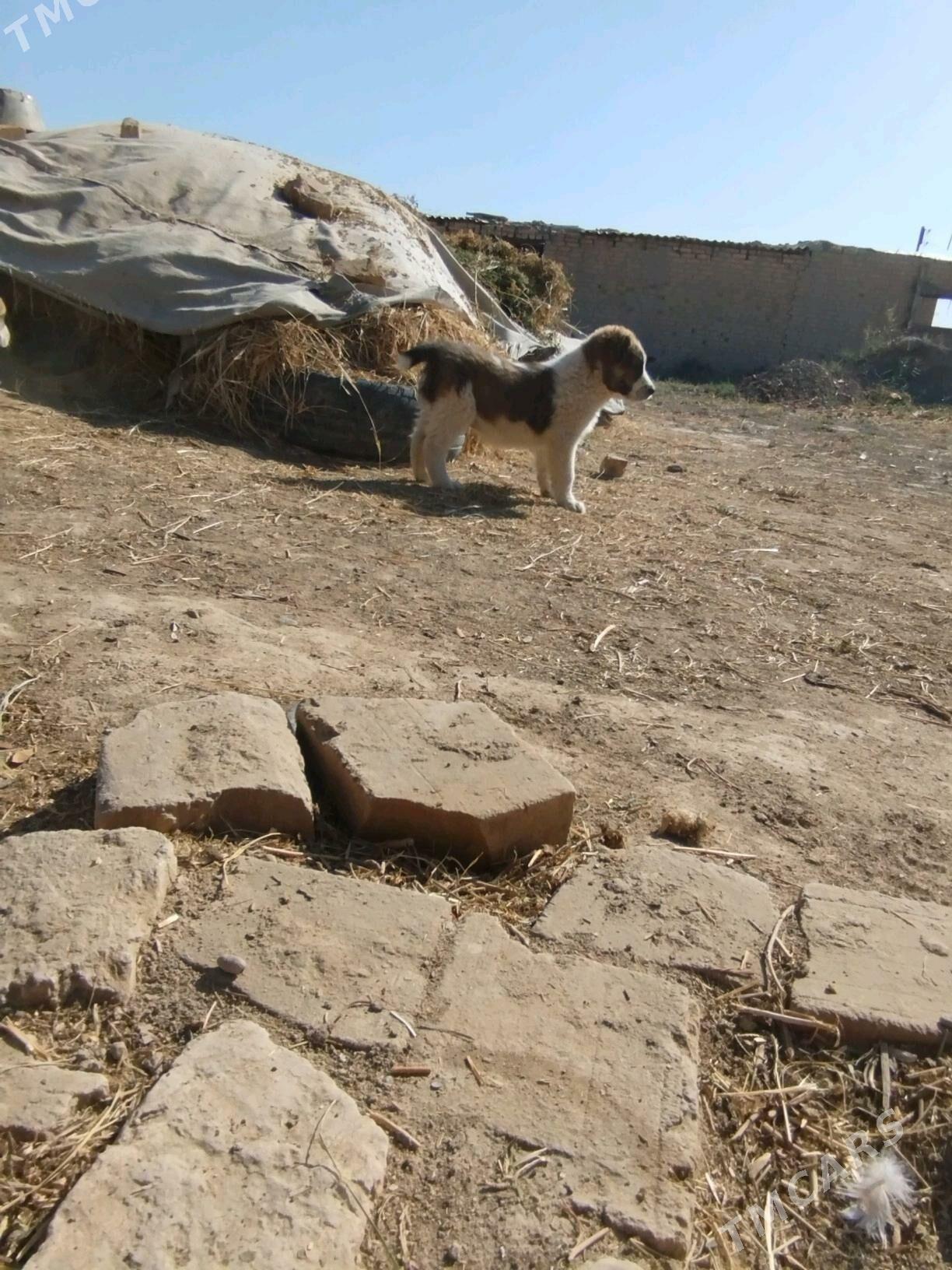 köpek - Murgap - img 1