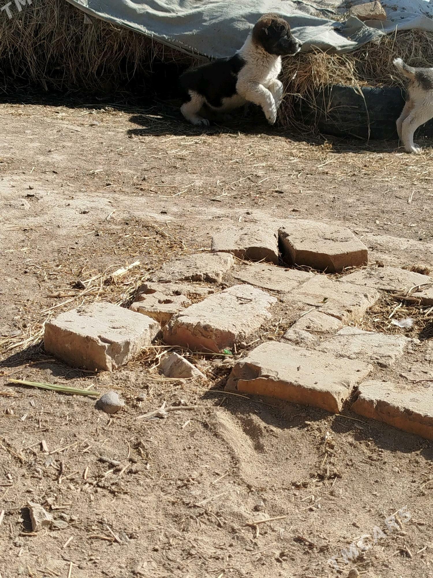 köpek - Murgap - img 8