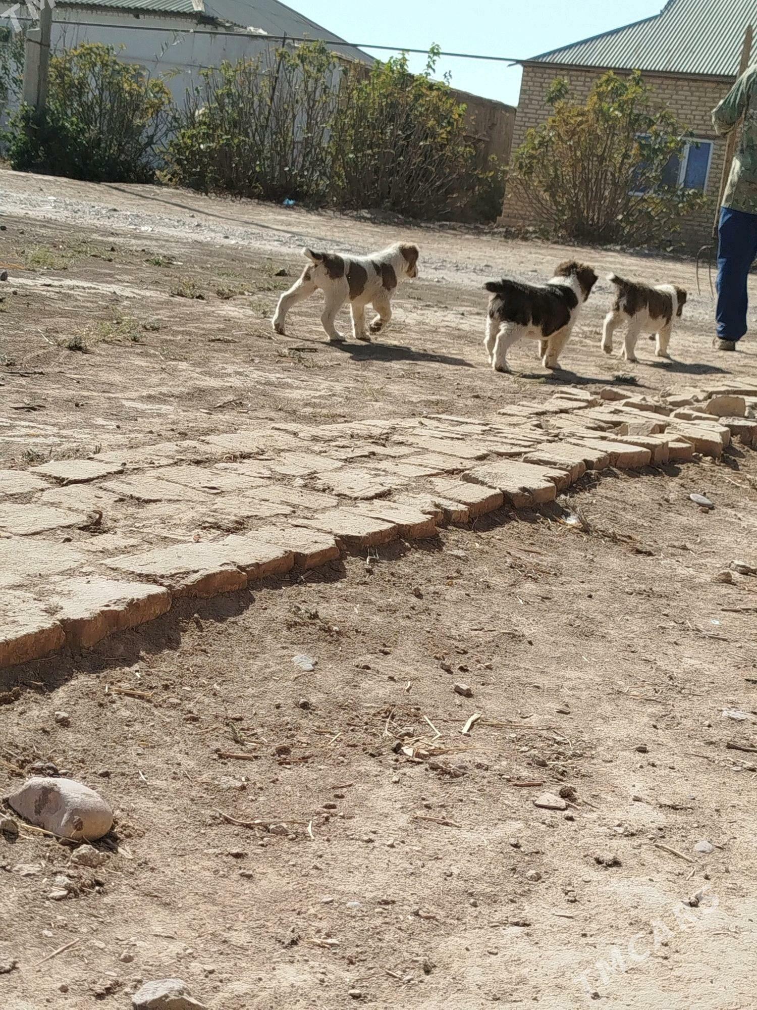 köpek - Murgap - img 2