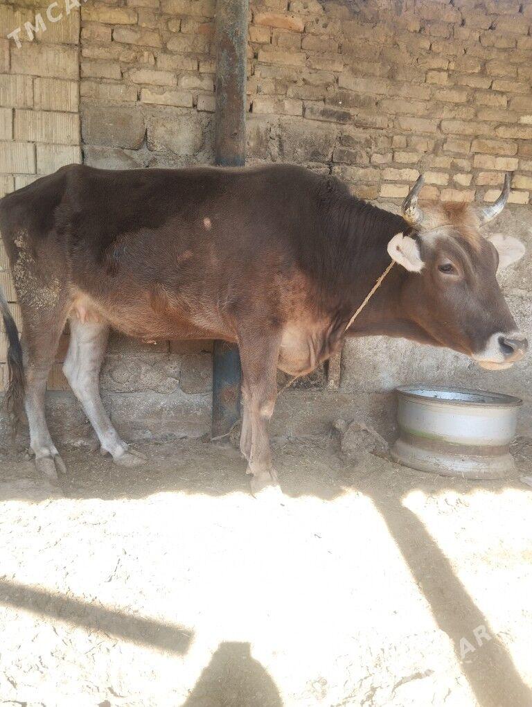 şwes tuwe 1njigarny - Гарадамак Шор - img 2