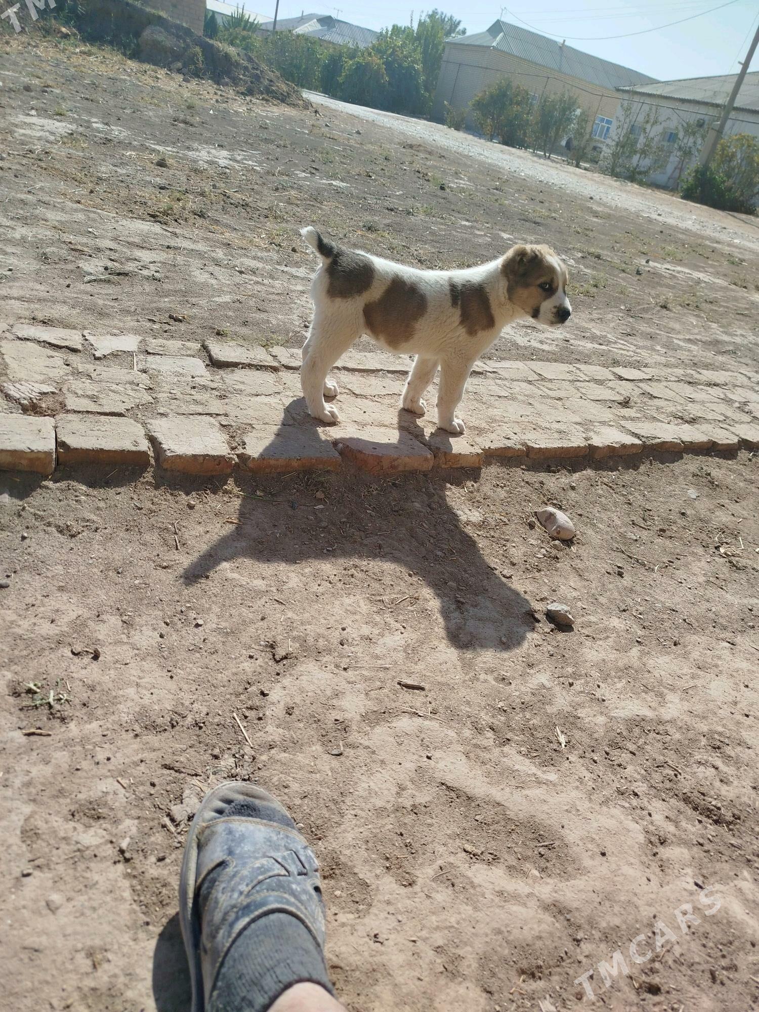 köpek - Murgap - img 5