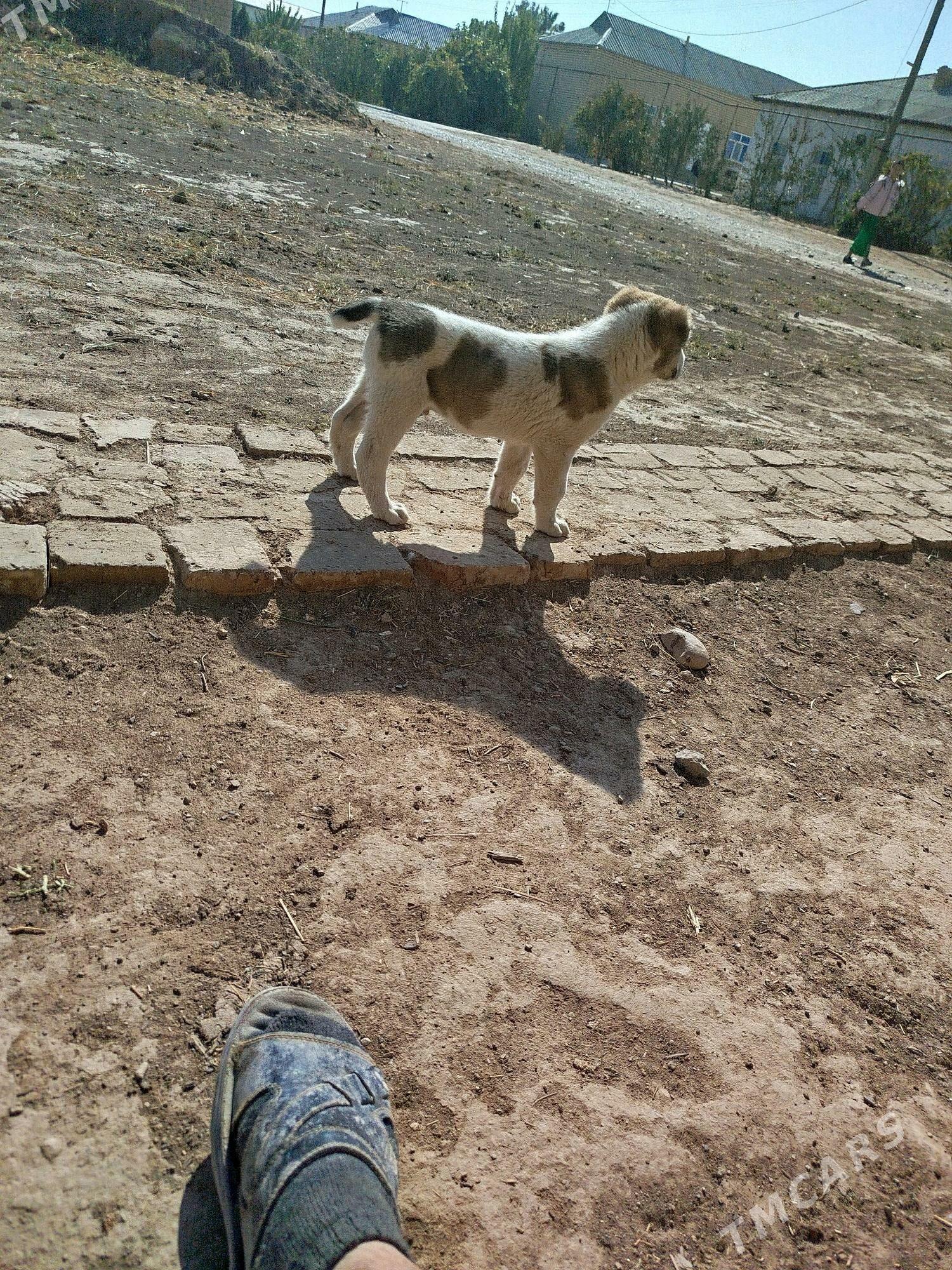 köpek - Murgap - img 7