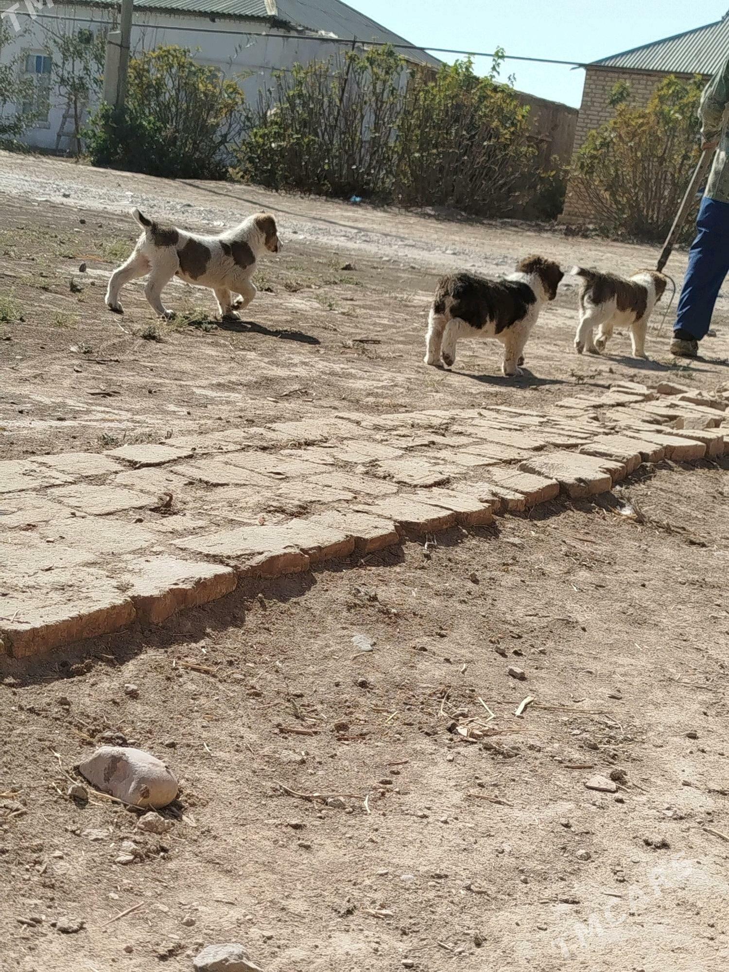 köpek - Murgap - img 3