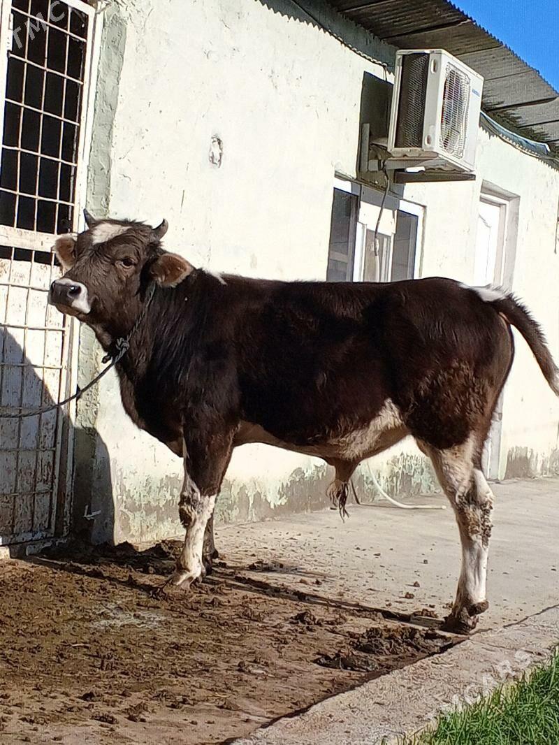 Okuz - Ашхабад - img 2