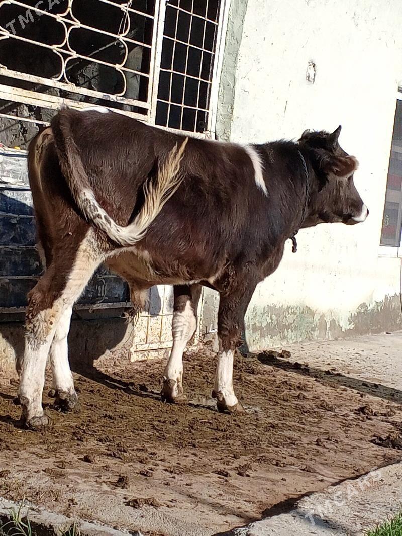 Okuz - Ашхабад - img 4