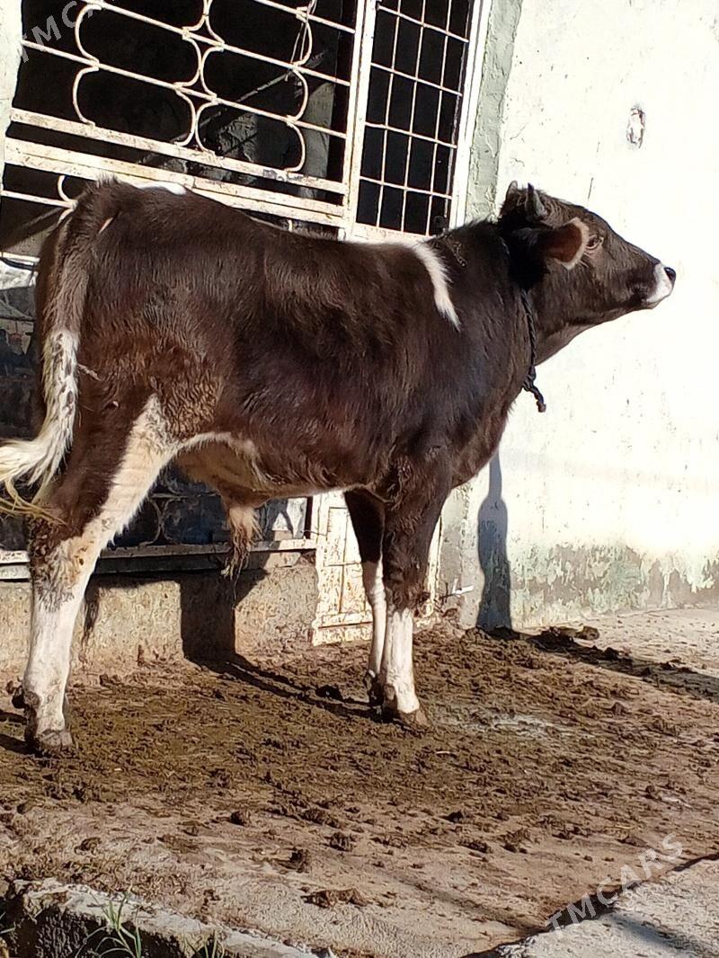 Okuz - Ашхабад - img 3