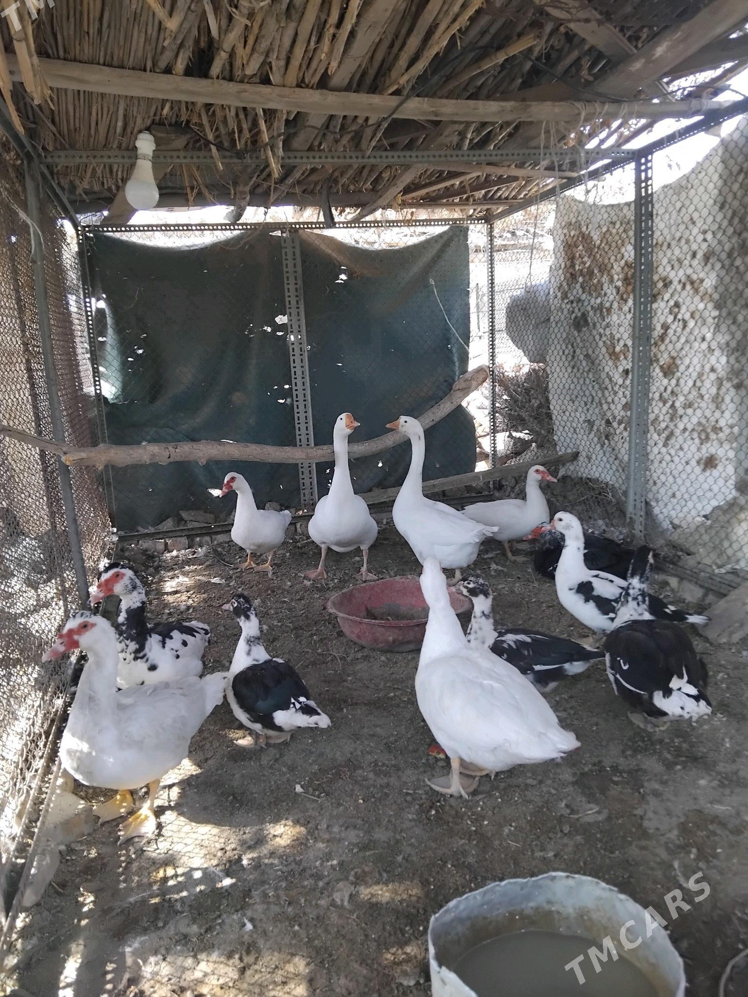 мускус газ - Чарджоу - img 5