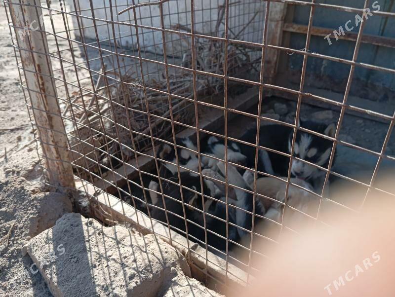 haski - Garabekewül - img 3