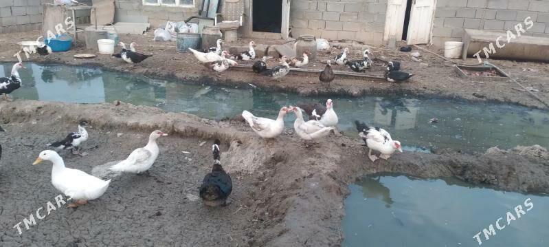 ordek intuk - Гёкдепе - img 2