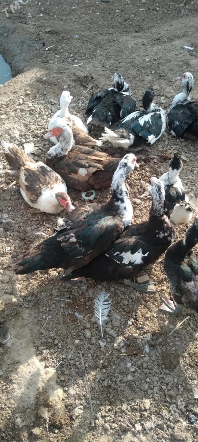 ordek intuk - Гёкдепе - img 4