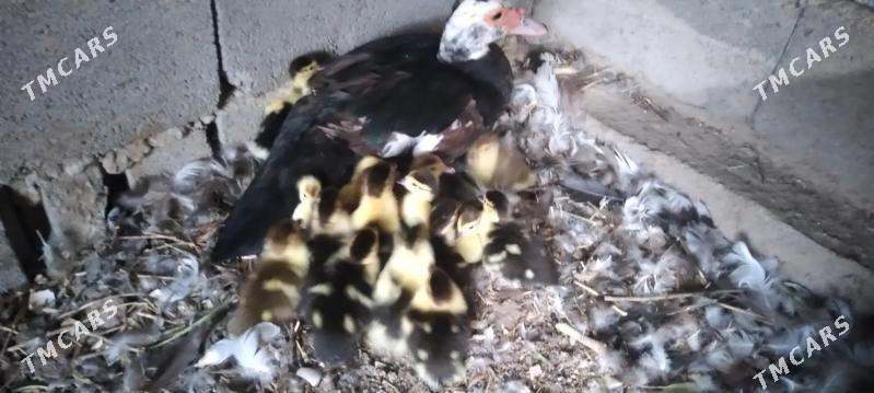 ordek intuk - Гёкдепе - img 3